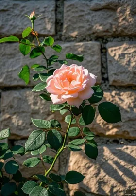 Anh Không Phải Lựa Chọn Duy Nhất