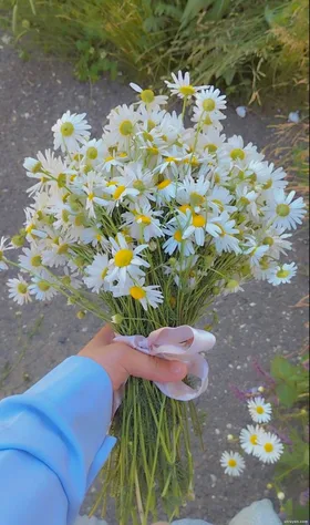 Giả Vờ Buông Bỏ Để Dẫn Dụ