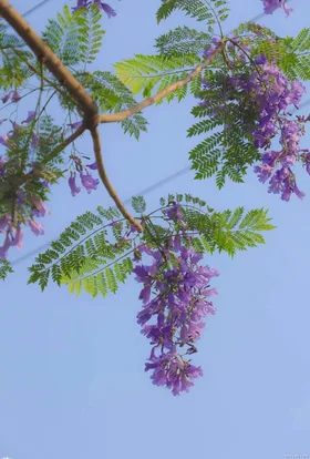 Giành Lại Hạnh Phúc