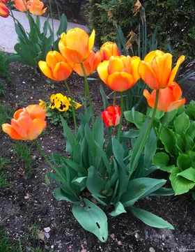 Kiếp Này Tôi Phải Giữ Trung Lập