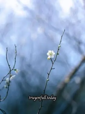 Kính Hoa Thủy Nguyệt - Nhất Chỉ Quai Miêu Miêu