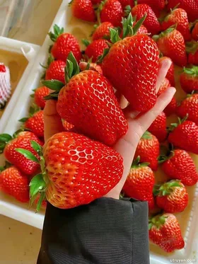 Một Quả Dâu Tây