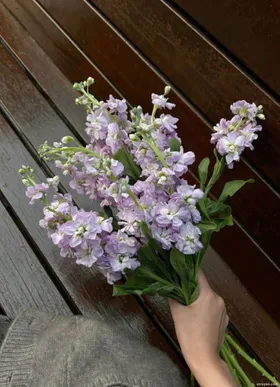 Tiểu Tam Khiêu Khích Chính Thất