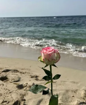 Trọng Sinh Trở Lại Tôi Giai Toàn Bộ Giấy Báo Dự Thi Cho Hoa Khôi Trường